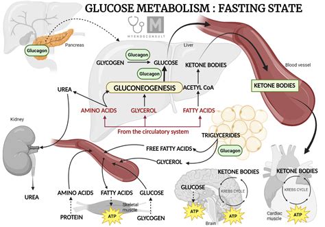 Mechanism Of Action Of Insulin - My Endo Consult