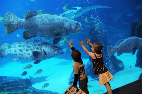 Popular Atlanta toddler events include the Georgia Aquarium's Toddler Time. It gives children ...