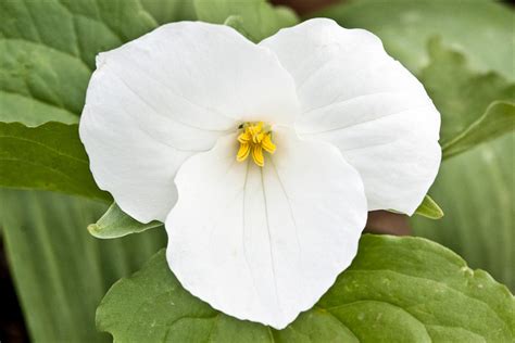 Trillium