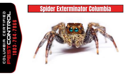 Spider Exterminator Columbia SC | Pest control, Flea pest control, Pest ...