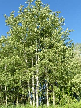 Quaking Aspen: Identification, Leaves, Bark & Habitat | Populus tremuloides