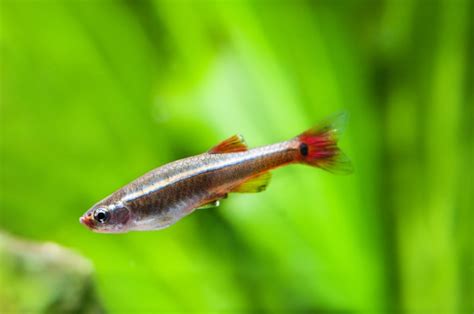 White Cloud Mountain Minnow - The Care, Feeding and Breeding of White ...