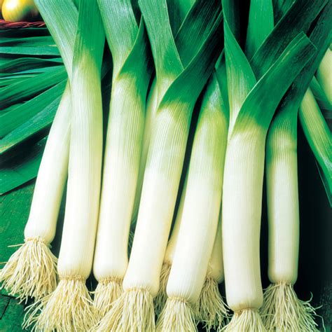 Leek Sultan (Spring Planting) Plants from Mr Fothergill's Seeds and Plants