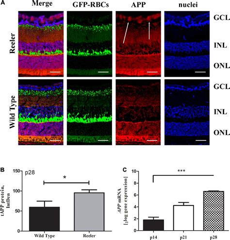 Frontiers | Morphological and biomolecular targets in retina and ...