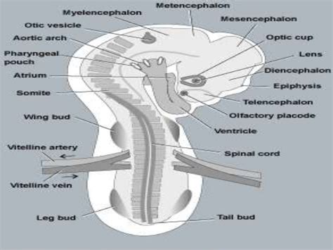 Chick embryo developmental stages