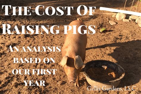 The Cost of Raising Pigs for Meat – Gillis Gardens, LLC Raising Meat Chickens, Raising Pigs ...