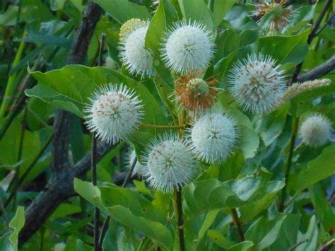 The Lucas Countyan: Buttonbush