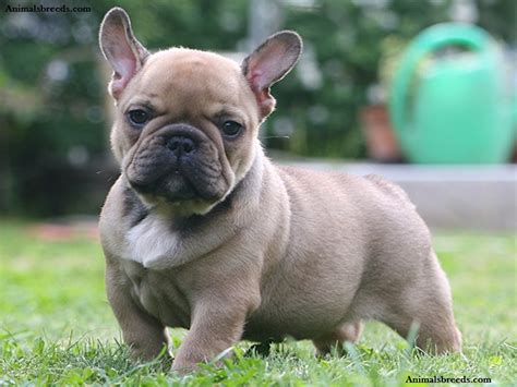 French Bulldog - Puppies, Rescue, Pictures, Information, Temperament, Characteristics | Animals ...