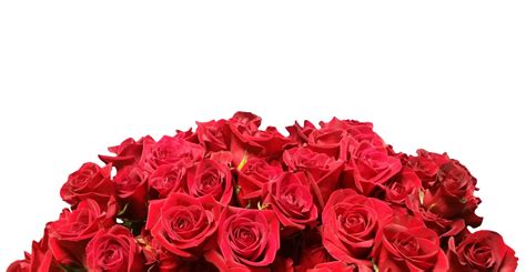 Red Roses White Background Free Stock Photo - Public Domain Pictures
