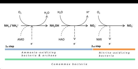 11: Two steps of the nitrification process are displayed schematically ...