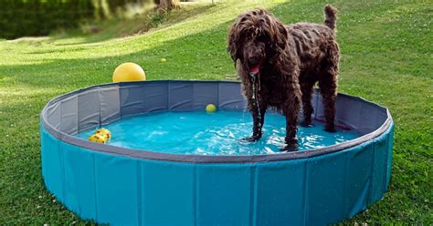 3 Swimming Pools Safe For Small Dogs | PawTracks