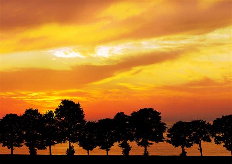 Trees At Sunset Silhouette Free Stock Photo - Public Domain Pictures