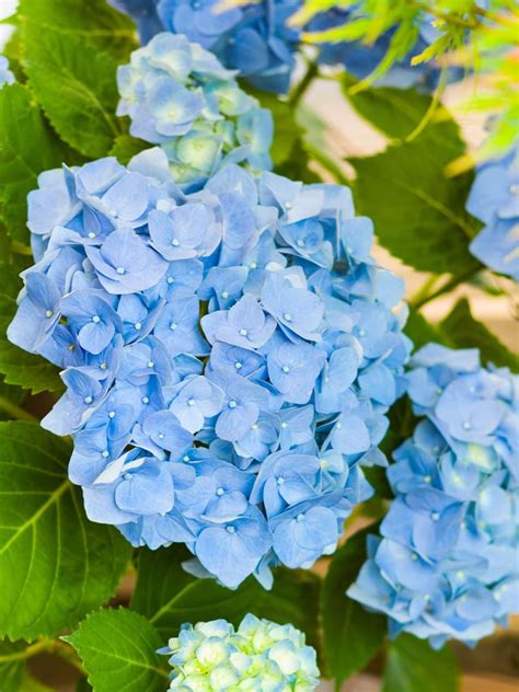 Buy Blue Hortensia - Hydrangea Macrophylla Online | Peppyflora®