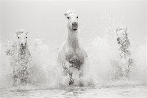 drew-doggett-band-of-rebels-white-horses-of-camargue-23 Photography ...