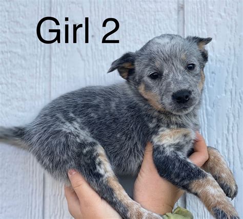 Austrailian Blue Heeler Puppies For Sale | Harrodsburg, KY #315919