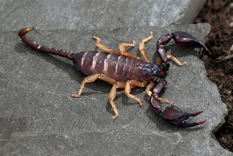 Euscorpius flavicaudis