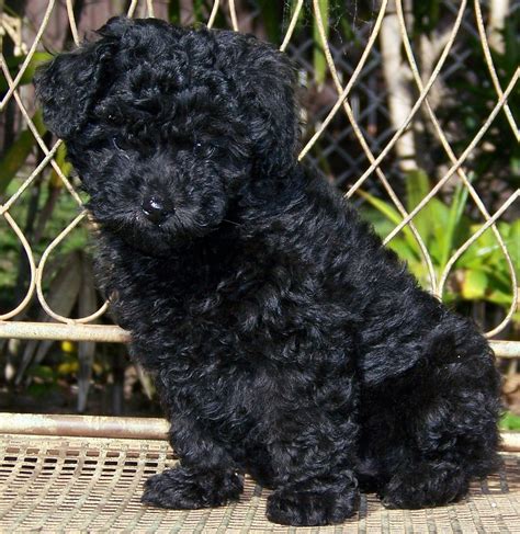 Bichon Poo (Bichon-Poodle mix) Info, Puppies, Pictures, Temperament