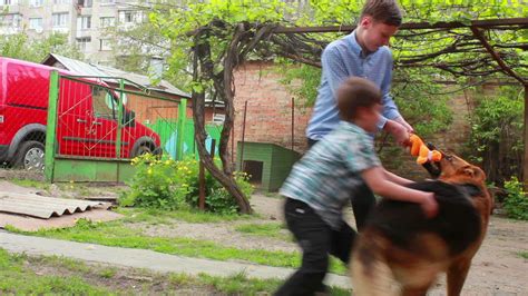 young German Shepherd dog play in green grass with puppies 13541375 ...