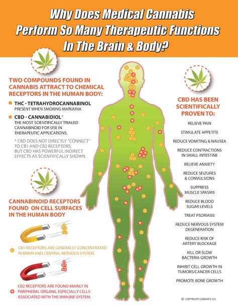 CB1 and CB2 Receptors- what makes the endocannabinoid system tick. — Longboard Scientific Consulting