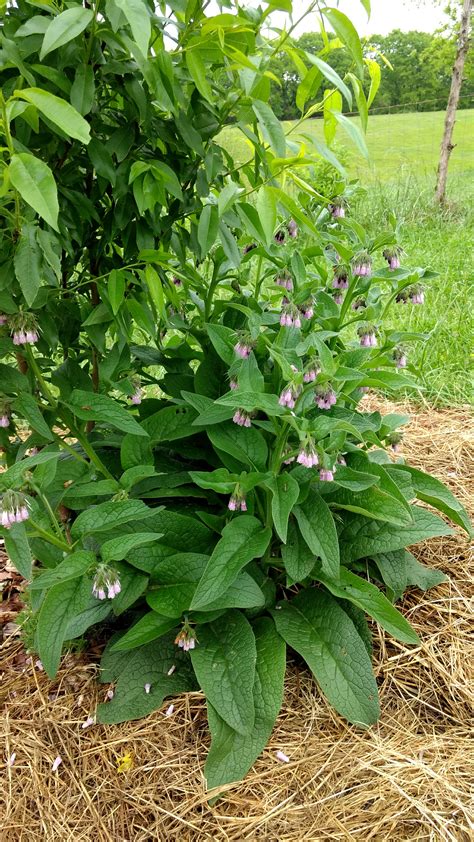 Bocking 14 Comfrey root cuttings for sale! (resources forum at permies)