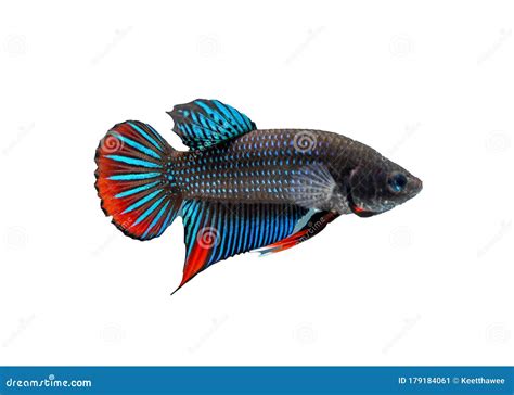 Siamese fighting fish stock image. Image of black, flame - 179184061