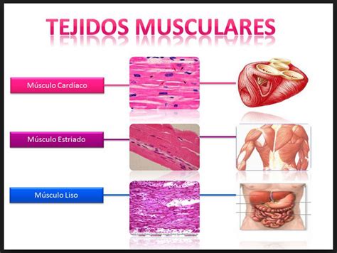 Pin en ANATOMÍA HUMANA UANL G004