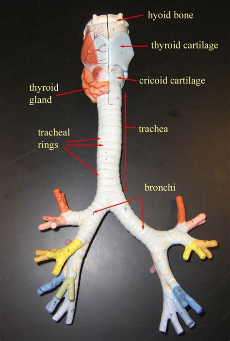 bronchial tree model | Respiratory system anatomy, Physiology, Medical ...