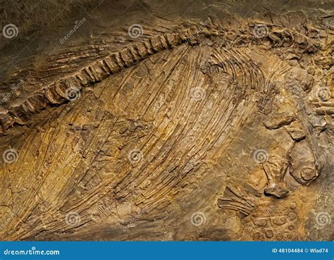 Ancient Animals Fossils in the Rock Stock Photo - Image of skeleton ...