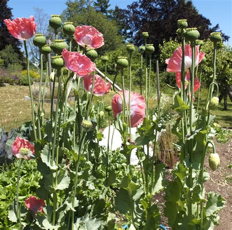 Opium Poppy Seeds — Ravensong Seeds & Herbals