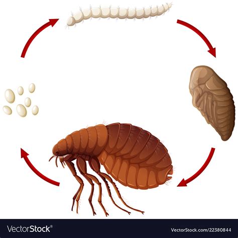 Life cycle of a flea Royalty Free Vector Image