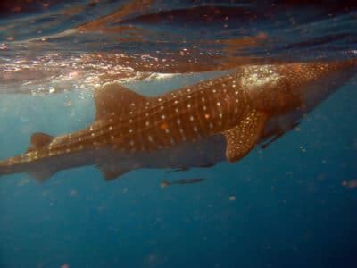 Whale Shark Encounter in BIOT (KSLOF)Living Oceans Foundation