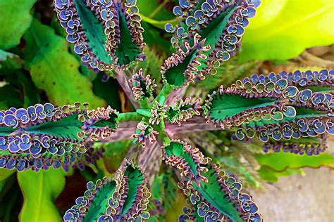 Chandelier Plant - Mother of Thousands - Kalanchoe Tubiflora | Mother of thousands plant, Plants ...