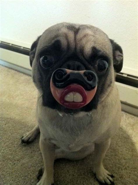 Funny Pug Costumes | PETSIDI