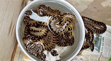 alipore-zoo - Anaconda babies at Alipore zoo - Telegraph India