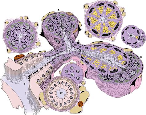 25: Salivary Glands | Pocket Dentistry