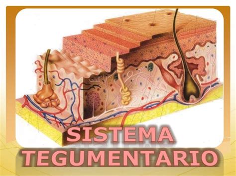 Sistema tegumentario