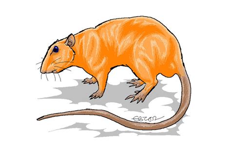 Orange rat by Afuze on DeviantArt