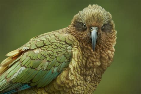 Can Kea Keep Up with Climate Change? – Forest & Bird