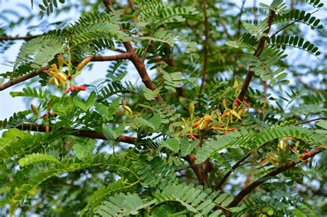 Imli Tree (Tamarind Tree) | Express Photos