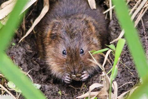 Moles Vs. Voles | WildlifeRemoval.com