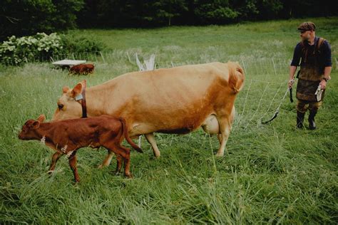 Newborn Calf Care - Abundant Permaculture