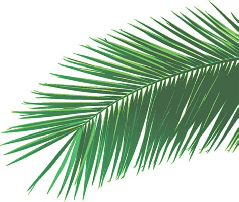 Set of green palm leaves vector Vectors graphic art designs in editable .ai .eps .svg format ...