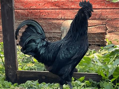 Breed Spotlight: Ayam Cemani | Meyer Hatchery Blog