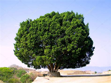 Árbol gigante al pie de las pirámides del famoso yacimiento arqueológico de Monte Alban ocupado ...