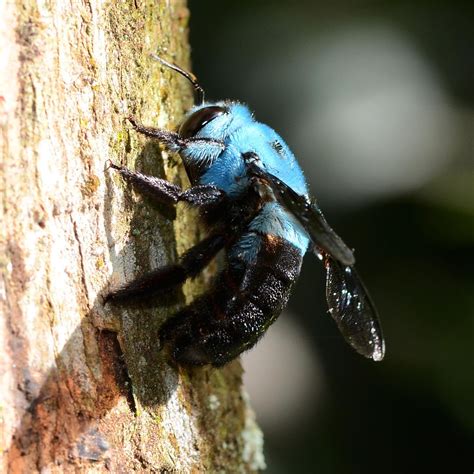 Nature and more: Blue Carpenter Bee - Xylocopa caerulea ...