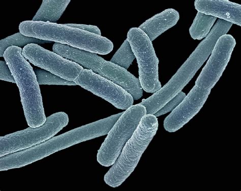 Escherichia Coli Bacteria Photograph by Science Stock Photography/science Photo Library - Pixels