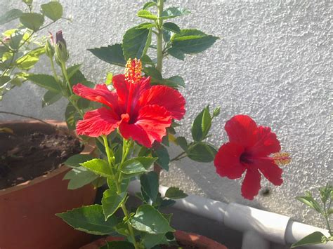 Plants Growing In My Potted Garden.: Red Hibiscus / Hibiscus Rosa Seninsis