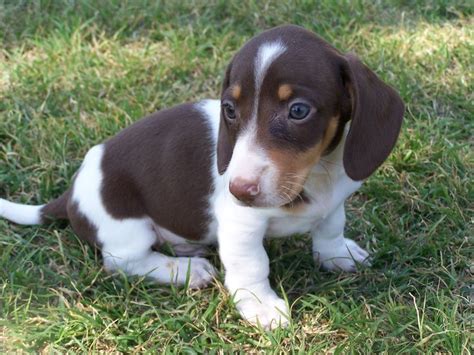 De 25+ bedste idéer inden for Piebald dachshund på Pinterest | Gravhund ...