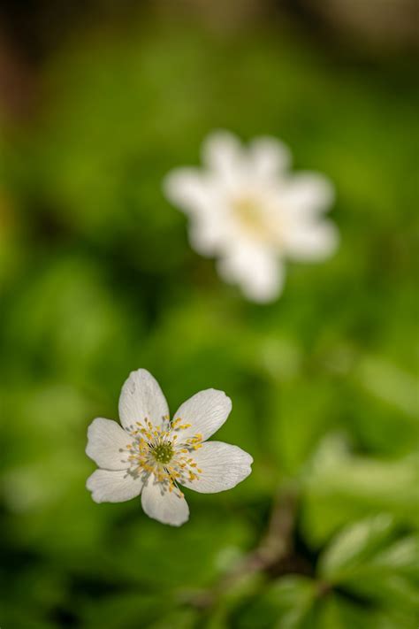 Wood Anemone Photos, Download The BEST Free Wood Anemone Stock Photos ...