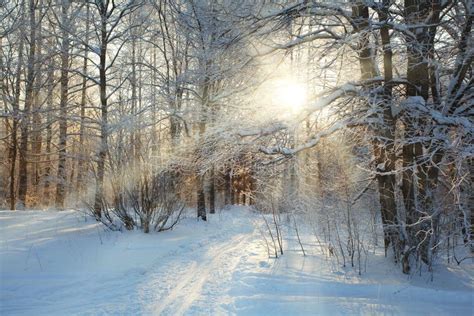 Russian Cold Winter Forest Landscape Snow Stock Image - Image of forest, frosty: 43323093